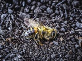 Landwirtschaft: Was wird aus den Honigbienen – und aus uns?